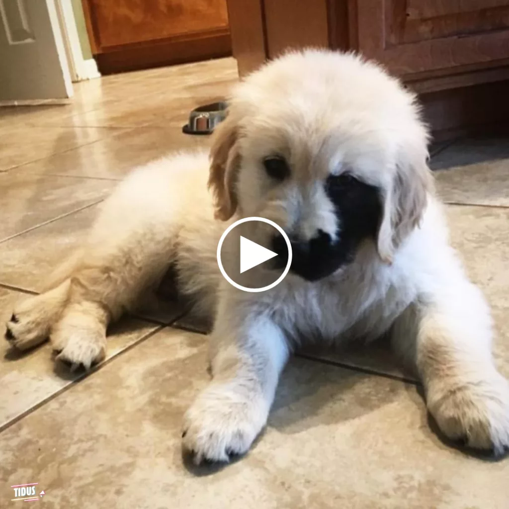 Meet Enzo, the golden retriever born with an amazing birthmark. Enzo’s unique appearance makes him stand out, showing the beauty of diversity in the animal kingdom.