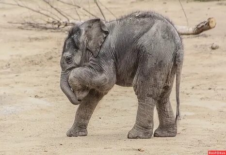 Elephant Family's Joyful Playtime at the Watering Hole in Addo Elephant Park, South Africa